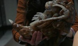 鸭王西瓜在线观看影片,网络奇遇，笑料横生的视觉盛宴