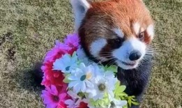 小熊猫送花爆料视频,甜蜜视频曝光引网友热议