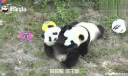 小熊猫送花爆料视频,甜蜜视频曝光引网友热议